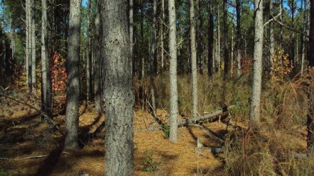 Pine Thinning 2008